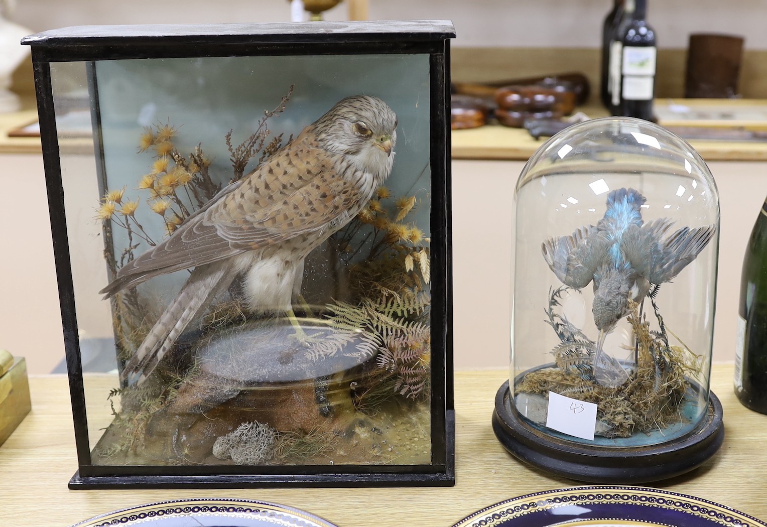 A cased taxidermic kestrel and a kingfisher under dome, Kestrel 35 cms high